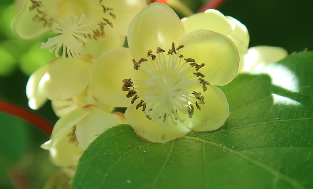 Fleur kiwi femelle