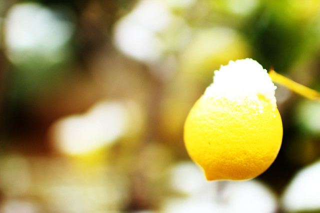 Citron hiver et neige