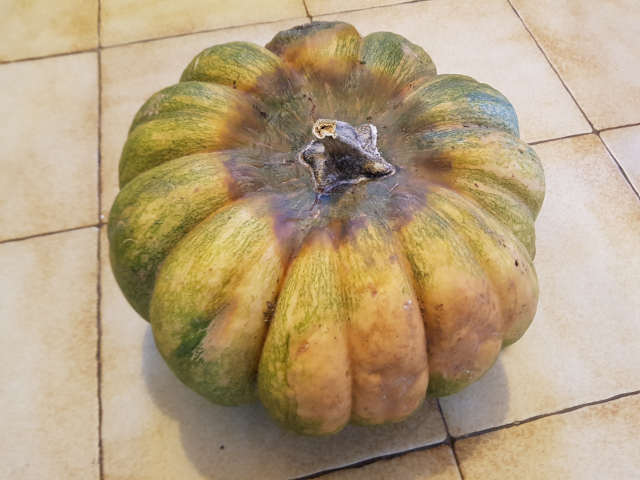 Courge pourrie