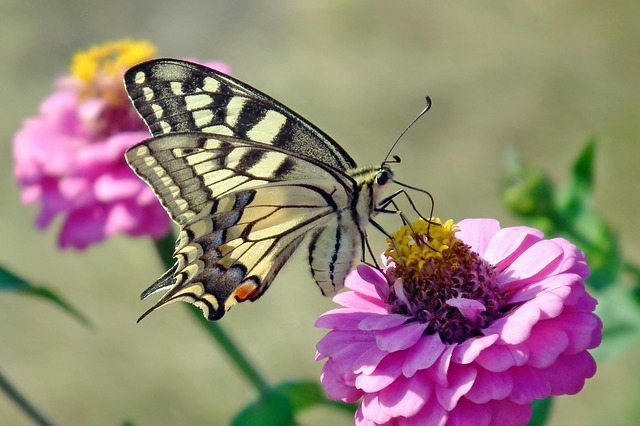 Fleur de zinnia et papillon