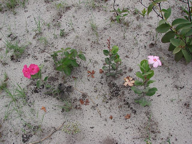 Dipladenia in situ