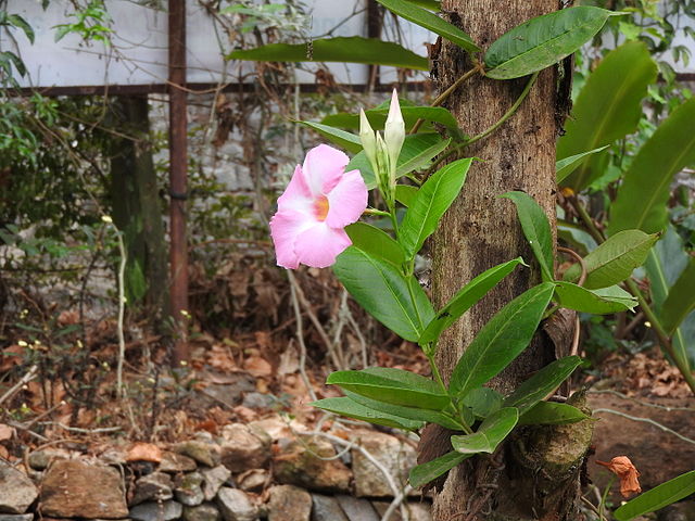 Dipladenia grimpant autour d'un arbre