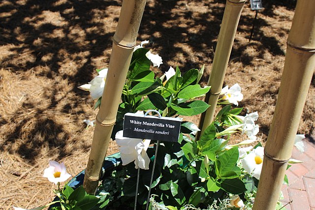 Dipladenia en pot avec un tuteur