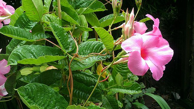 Détail du feuillage d'un mandevilla