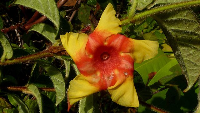 Mandevilla hirsuta