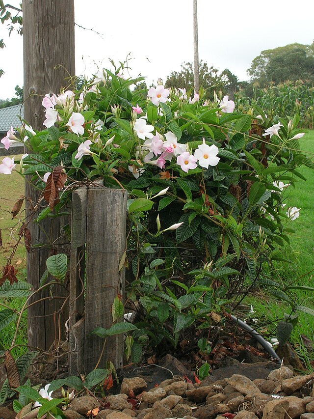 Mandevilla en pleine terre