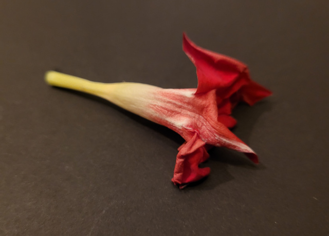 Dipladenia fleur fanée