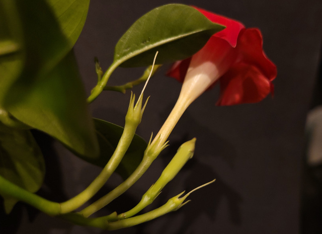 Dipladenia fleur fanée