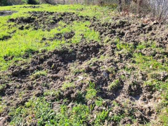 Dégâts de sangliers dans une friche de jardin