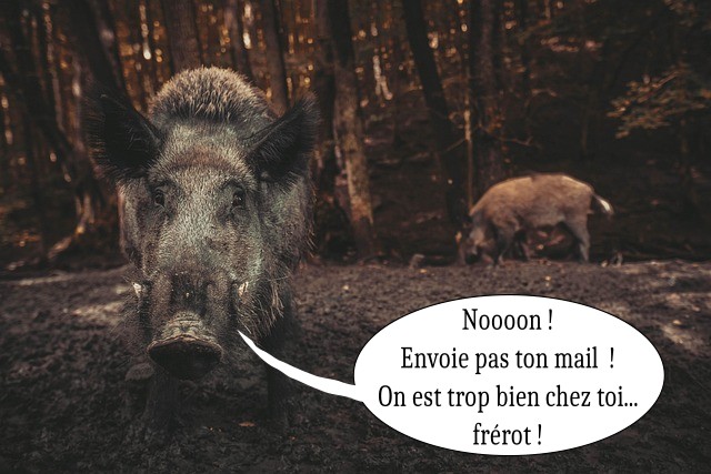 Sanglier faisant face à l'objectif, avec bulle de dialogue humoristique
