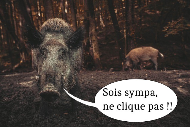 Sanglier faisant face à l'objectif dans la boue, avec bulle de dialogue humoristique